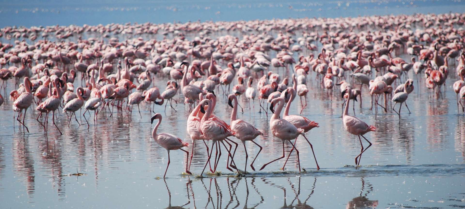 Flamingos make for amazing photographic subjects