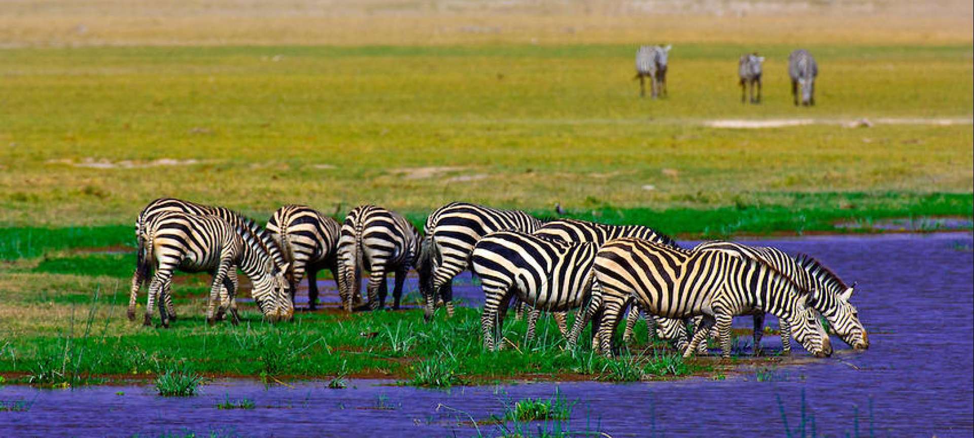 Zebra always photograph so well against the backdrop of the African savannah
