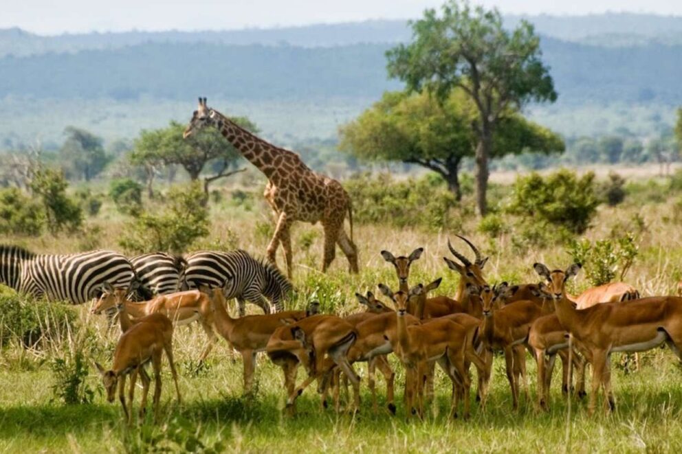 Wildlife in Ruaha National Park, Tanzania.