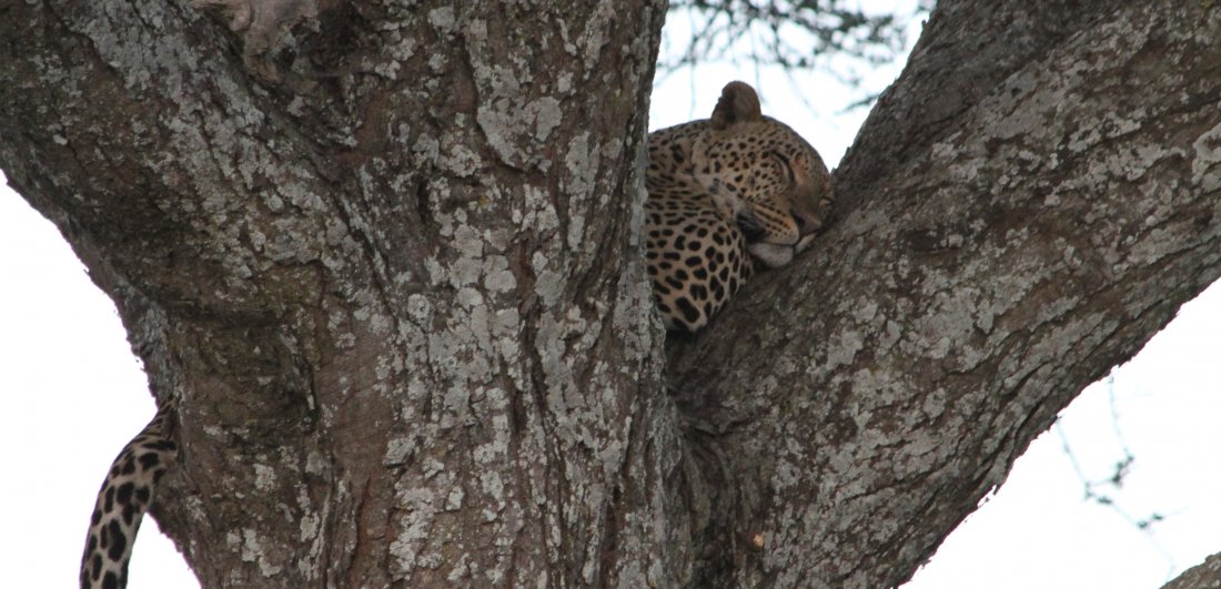 A sleeping leopard in a tree