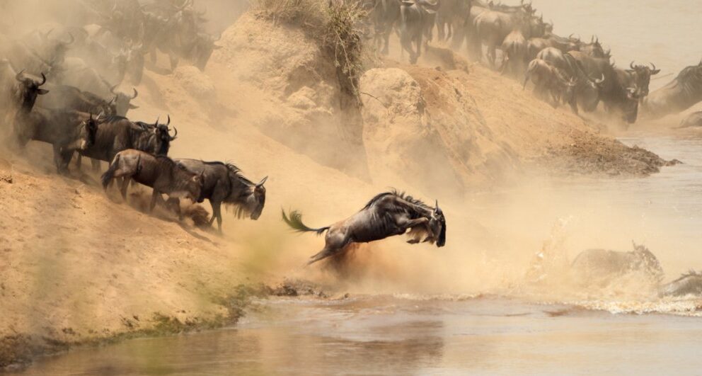 A river crossing during the Great Migration of wildebeest.