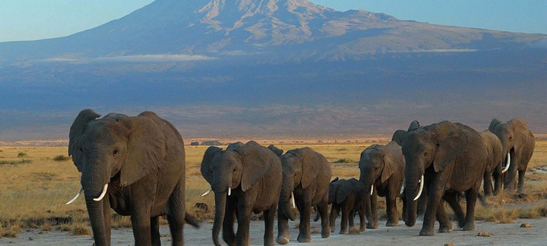 A herd of elephant in Arusha National Park