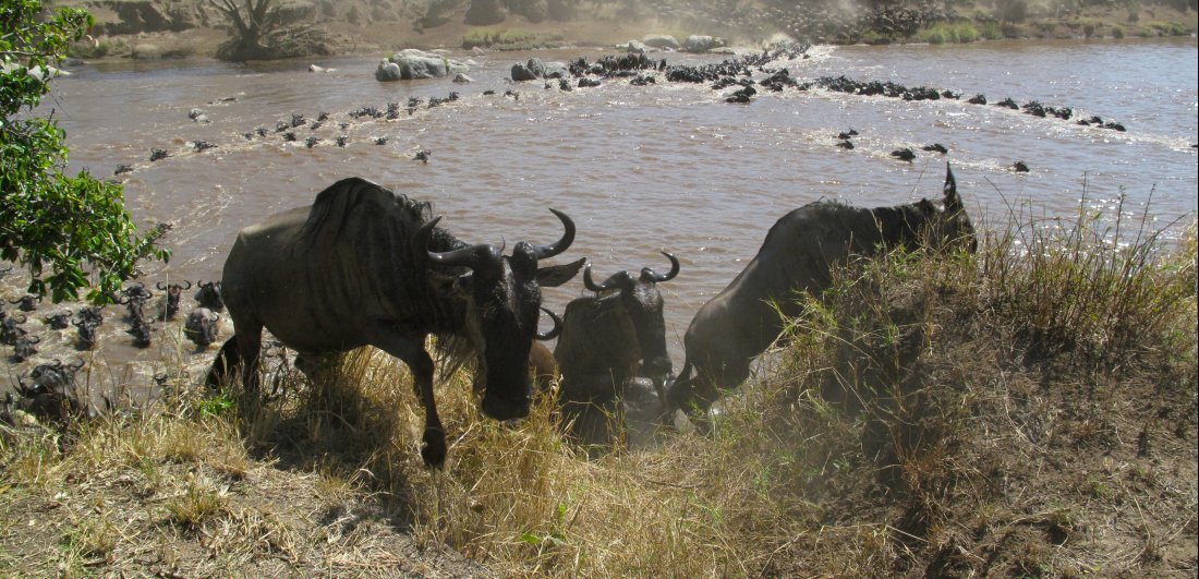 Wildebeest migratory herds crossing a river is a sight to behold