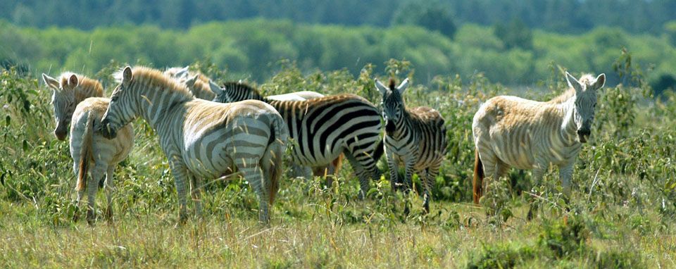 Unique Zebras in Kenya