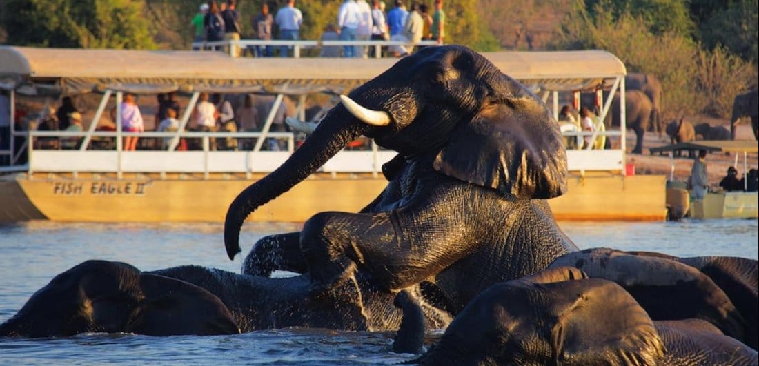 Elephant frolic in Botswana| Zambia VS Botswana