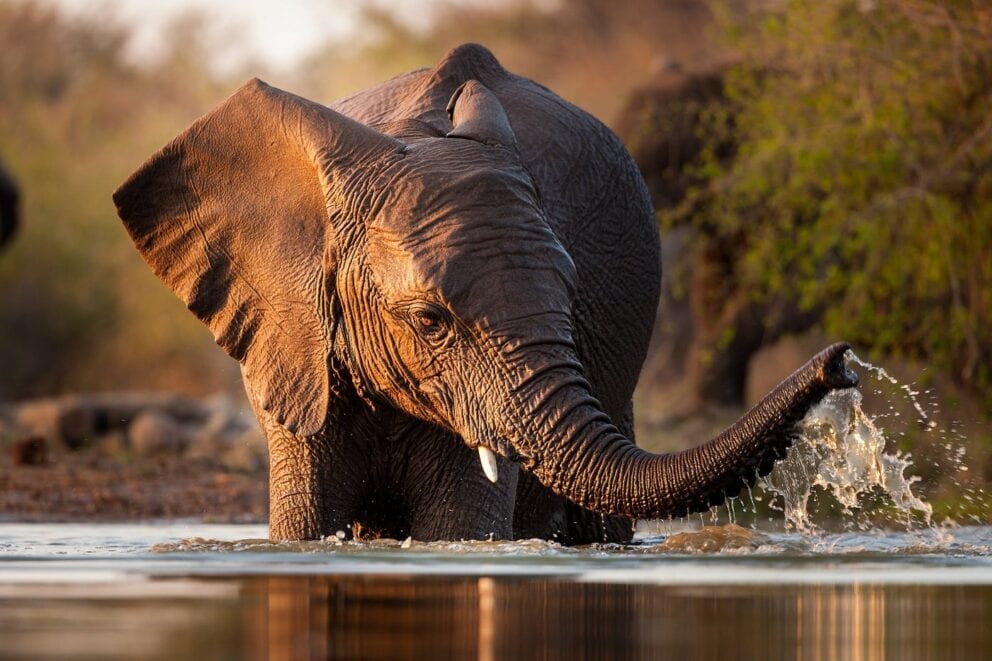 An elephant in the Chobe River. One of the many animals that can be found in Chobe National Park