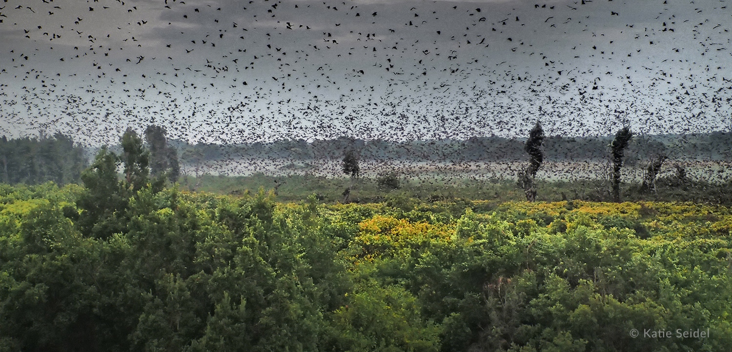 Between October and December each year, about 10 million straw coloured fruit bats descend into a tiny patch of evergreen swamp forest inside Kasanka National Park