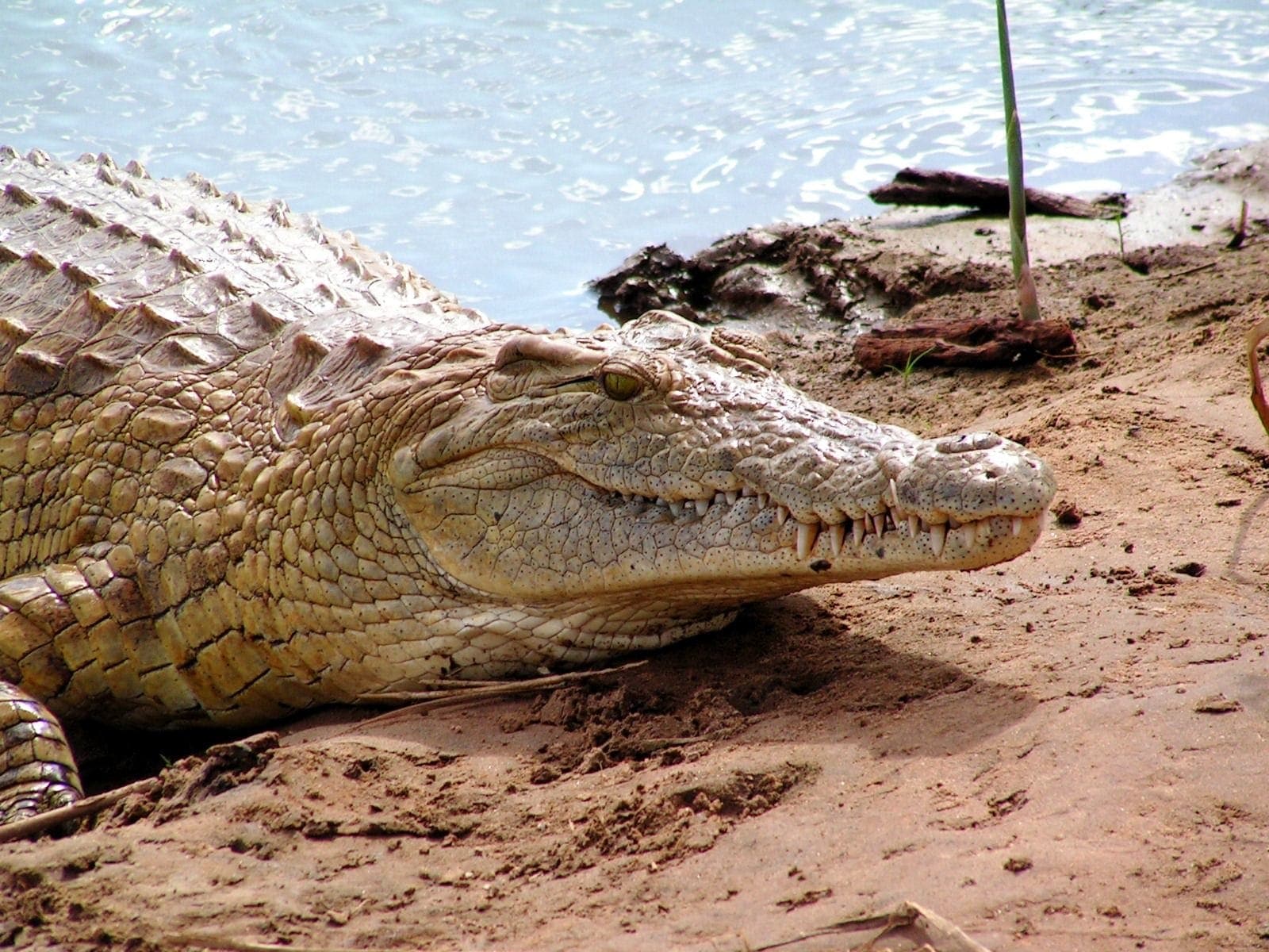 One of nature's toughest predators, crocodiles abound in Zambia's many lakes