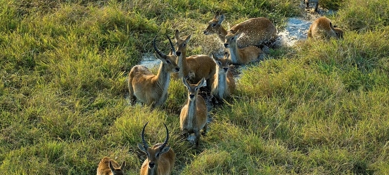The perennial Kafue River and seasonal Busanga floodplains are the star attractions in a varied national park