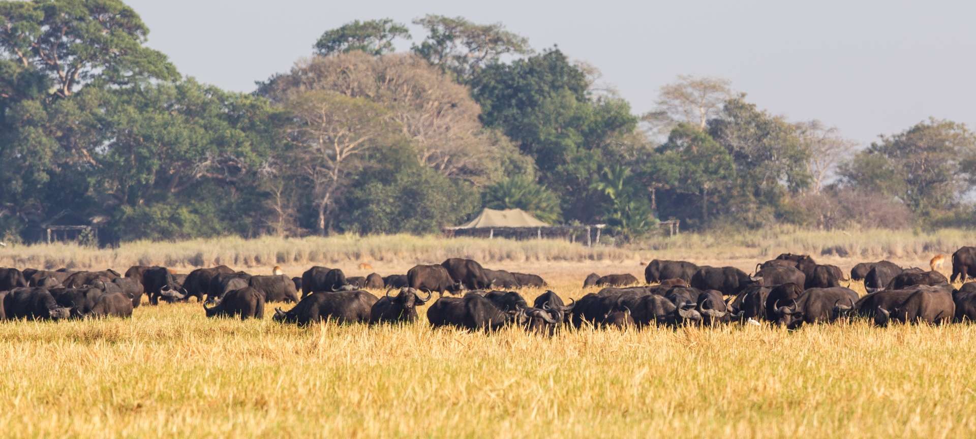 Herds of buffalo congregate in Kafue NP