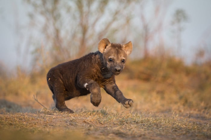 A hyena pup is born ready to rumble and often the stronger pups will force weaker siblings to starve by pushing them away from the mother, credit: Africa Geographic