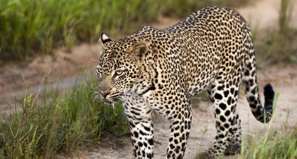 Lodge Review | Lion Sands Tinga Lodge