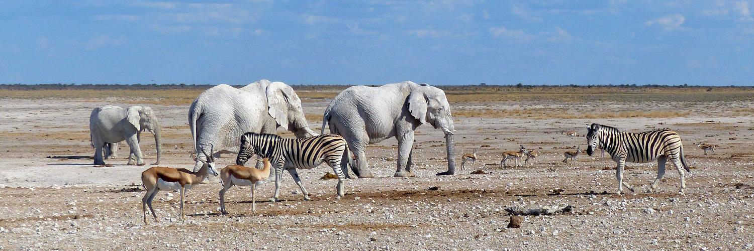 Etosha National Park is Namibia's flagship and is regarded as free from malaria in the dry months, credit: Info Namibia