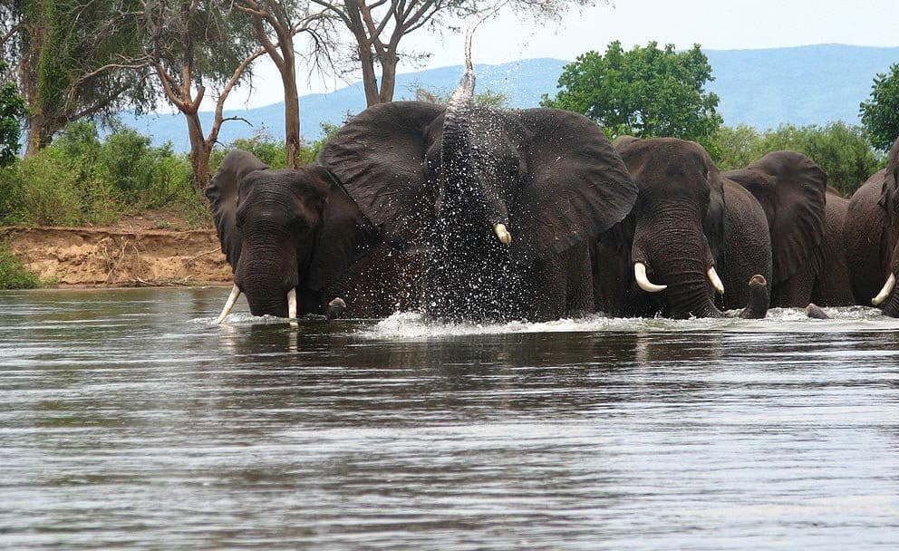 Elephants in the Zambezi River, Zambia.