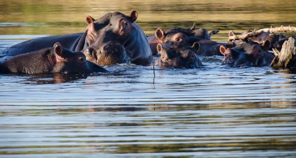 Three of the best family-friendly safari lodges in Timbavati