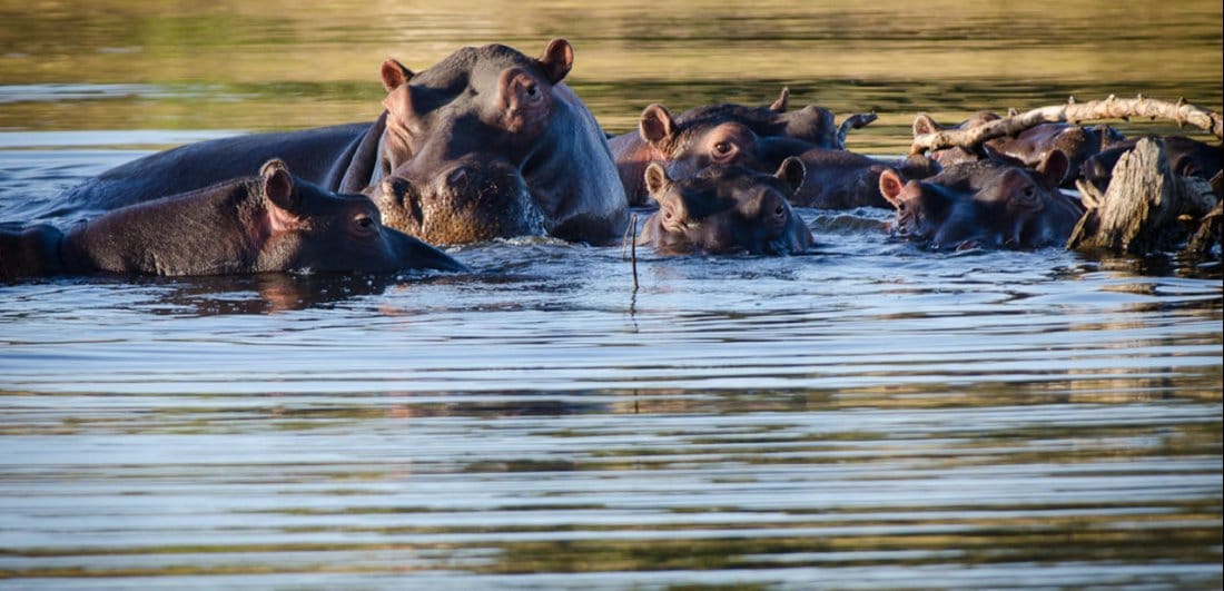 Hippos at Timbavati