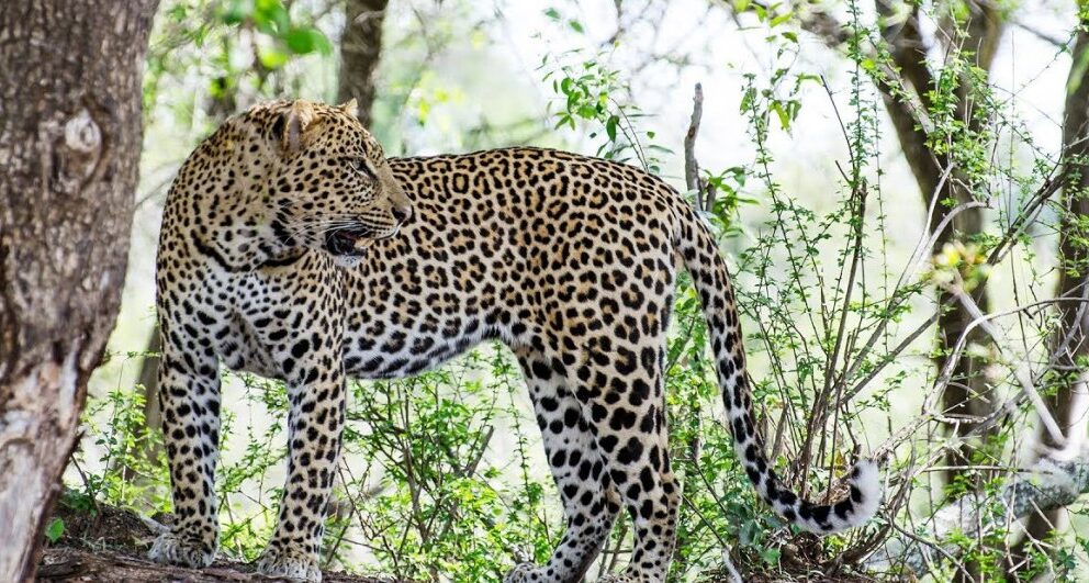 Leopard in Sabi Sands Game Reserve.