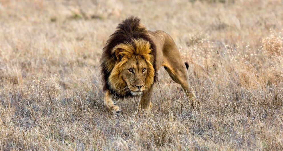 Lion in Botswana.