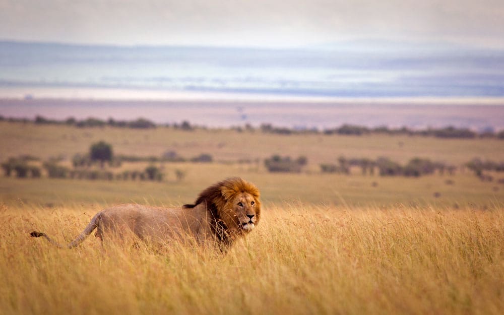 lion in Zambia