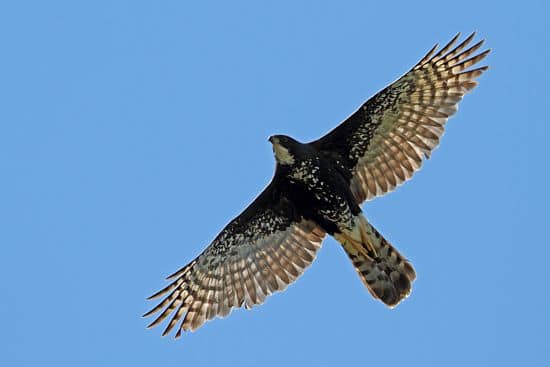 The Black Sparrowhawk, credit: Hardaker