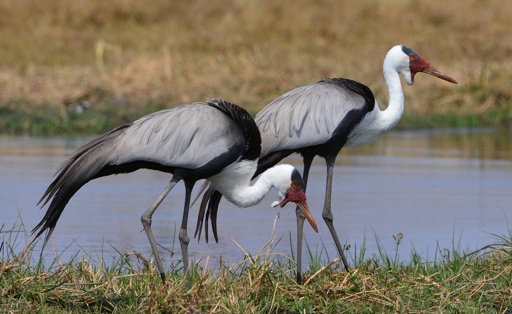 The Wattled crane is the largest crane in Africa and second largest species in world, credit: Flickr