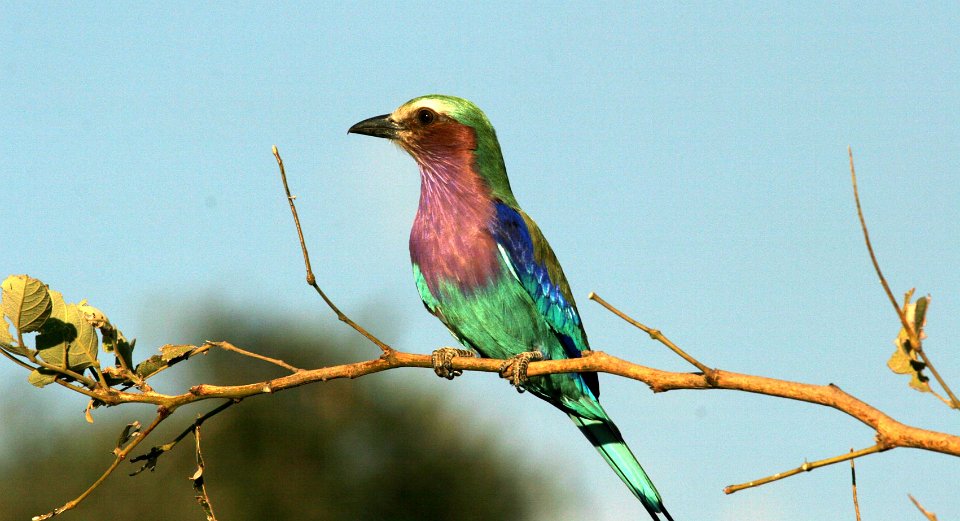 Lilac Breasted Rollers inhabit acacia country with well spaced trees, rolling bushy game lands, riverside areas