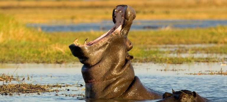 A hippo as seen in Kafue National Park