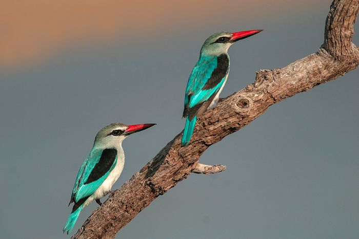 The Woodland kingfisher as seen in South Luangwa
