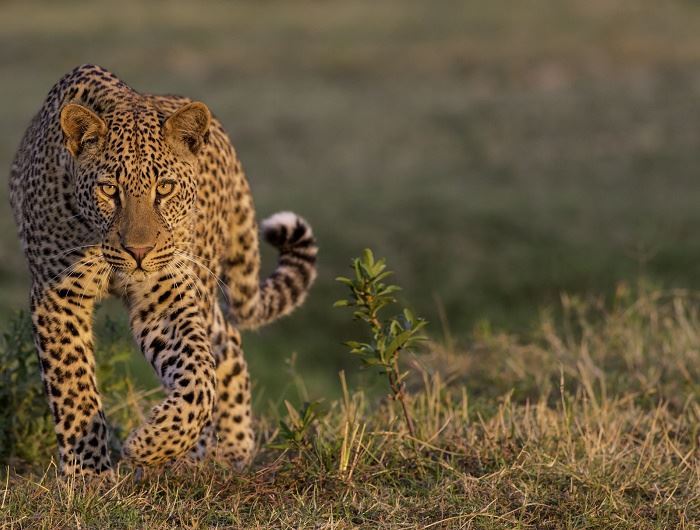 Leopard spotting is particularly good in South Luangwa during May, credit: Africa Sky