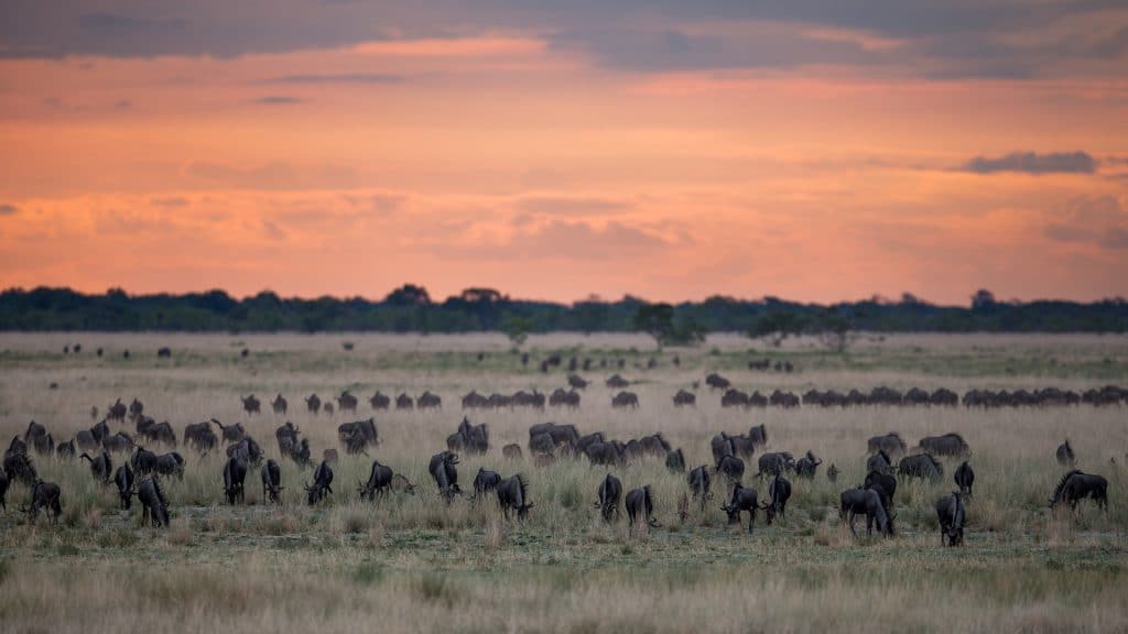 Wildebeest congreate on in the grasslands in Liuwa Plain National Park, credit: Cresta Hotel