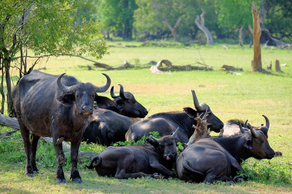 Water Buffalo at Mosi-oa-Tunya National Park, credit: Flickr