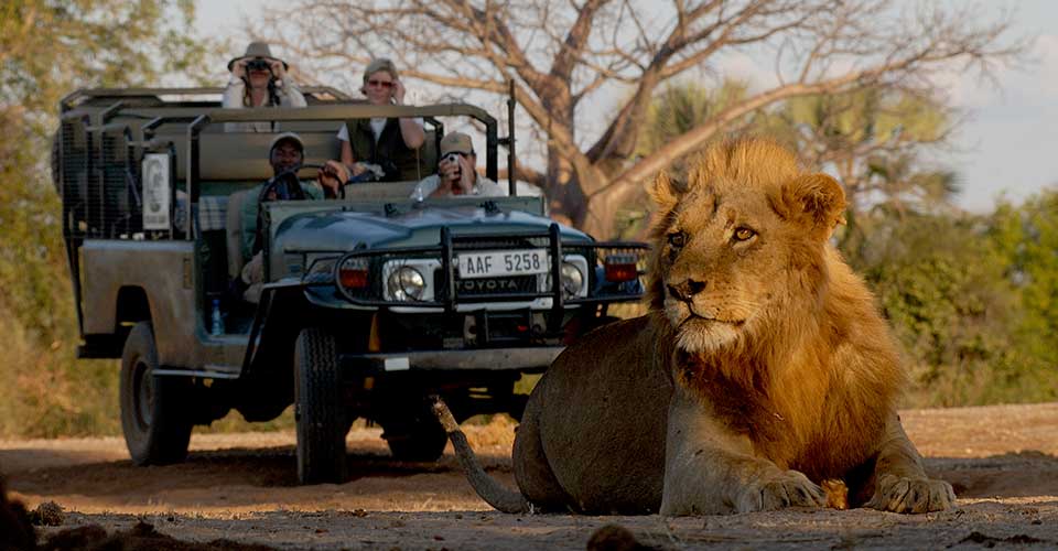 Safari-goers observe a juvenile lion, credit: Chiawa Camp | Zambia Vs Botswana