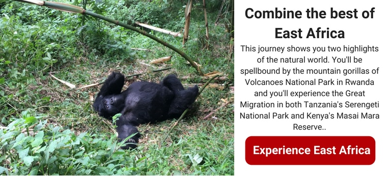 gorilla-safari-rwanda