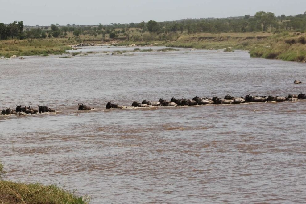 Lodge of The Month [August] | Lemala Mara Tented Camp