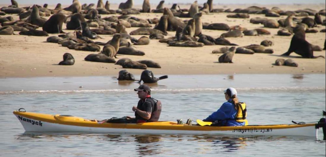 kayaking along the skeleton coast seals things to do in namibia