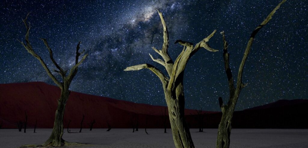 Trees in the desert of Namibia during night time. Photo: Canva