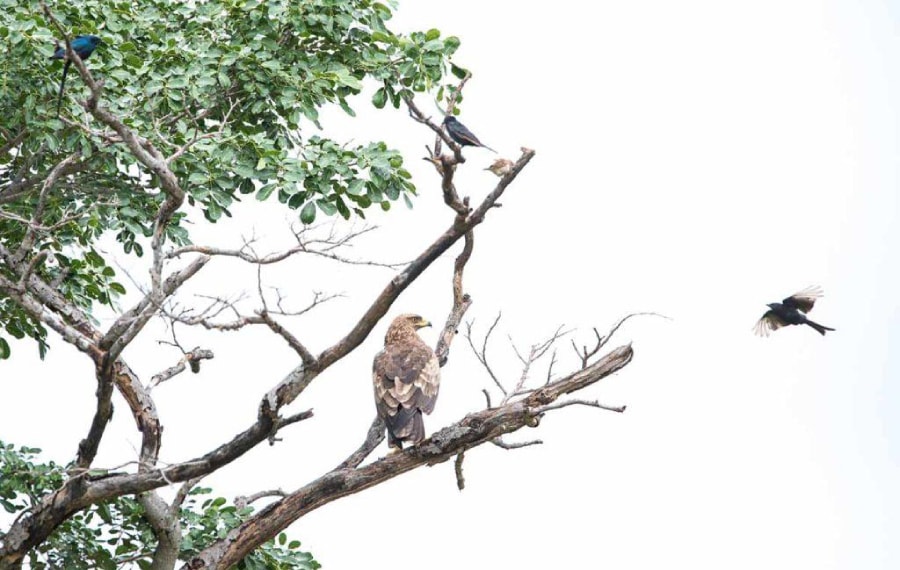 gonarezhou national park birding tour