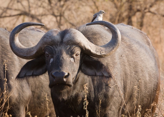 buffalo in lake kariba zimbabwe