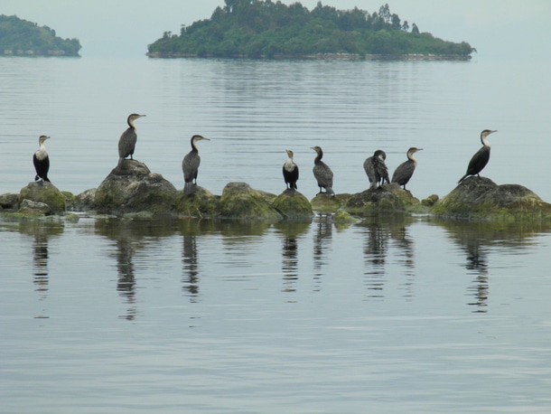 birding tour in lake kivu rwanda safari