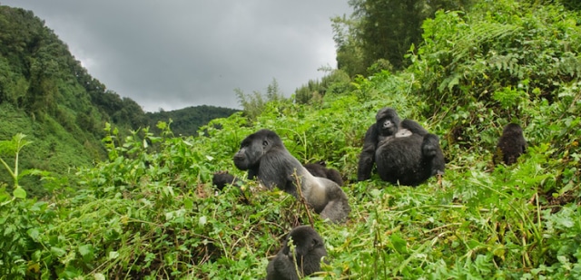 gorillas volcanoes national park