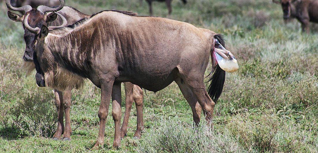 Serengeti wildebeest calving season