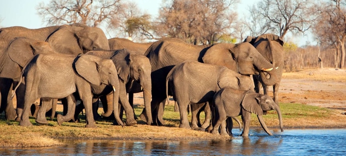 hwange national park zimbabwe safari elephants
