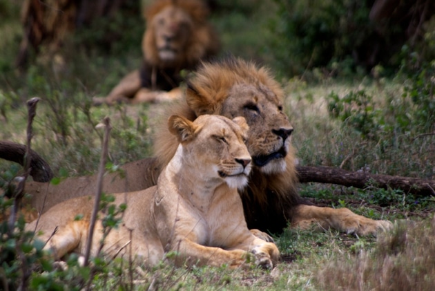 lion akagera national park
