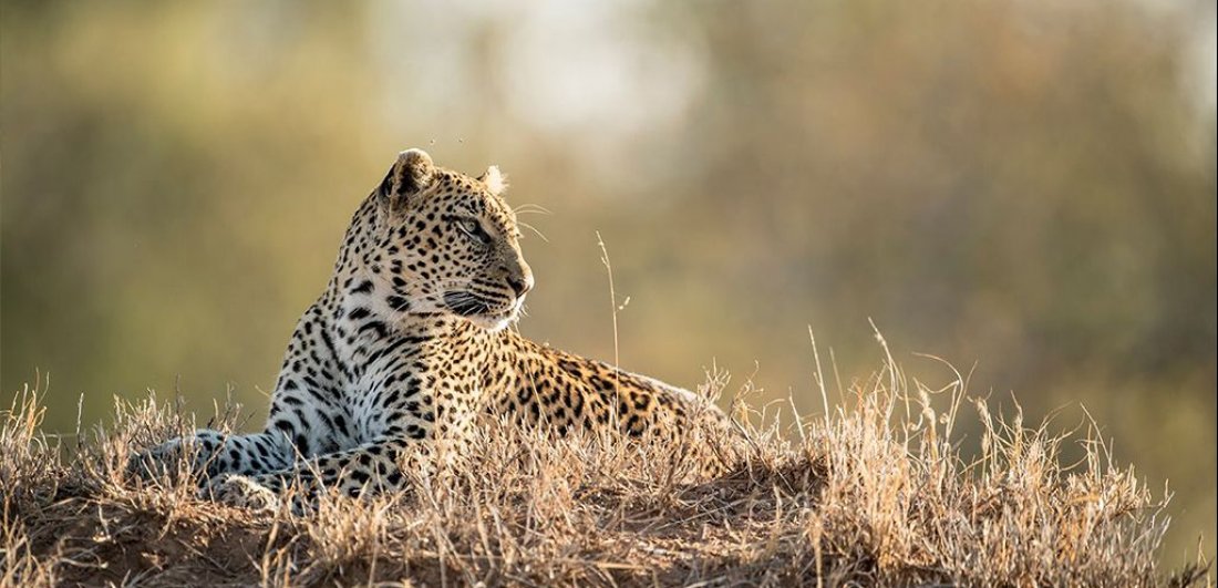 South africa zambia honeymoon safari sabi sands leopard