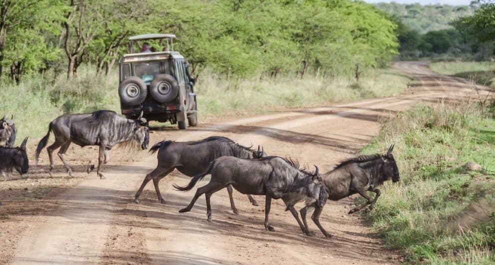 tanzania-safari