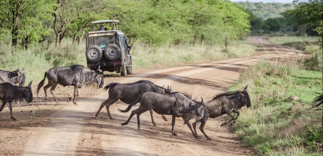 tanzania-safari