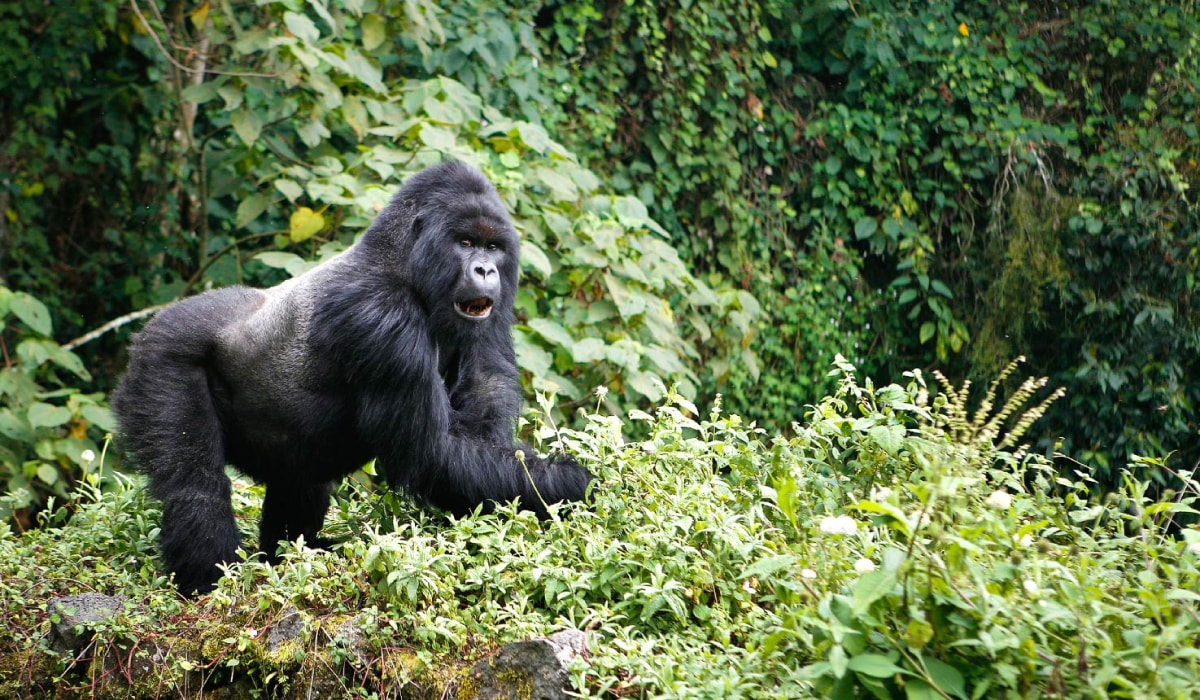 mountain gorilla in virunga