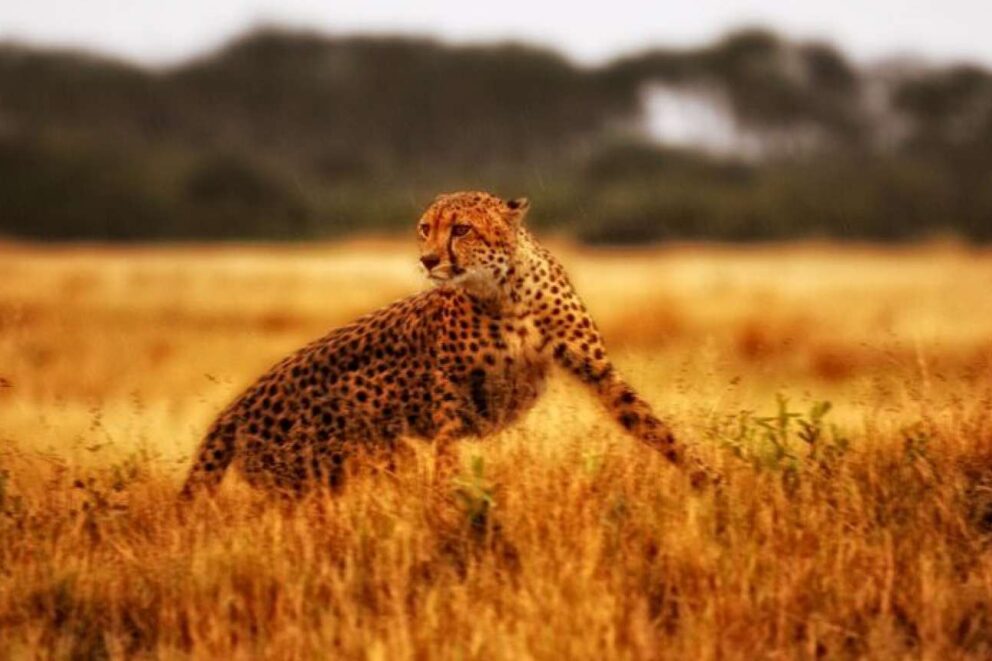 Cheetah in ZImbabwe