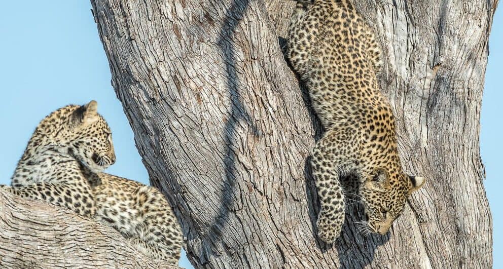 kwando splash camp okavango delta accommodation botswana safari