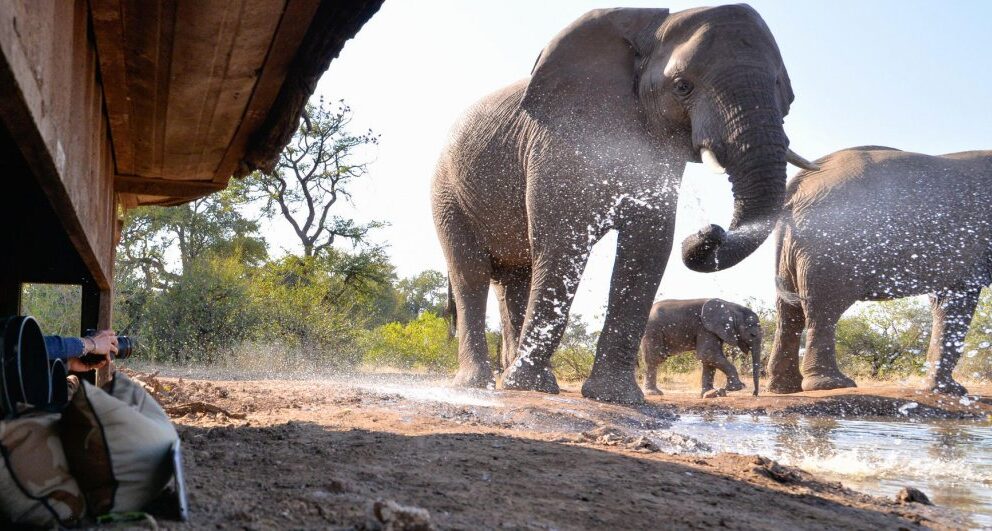 A short guide to Mashatu Game Reserve